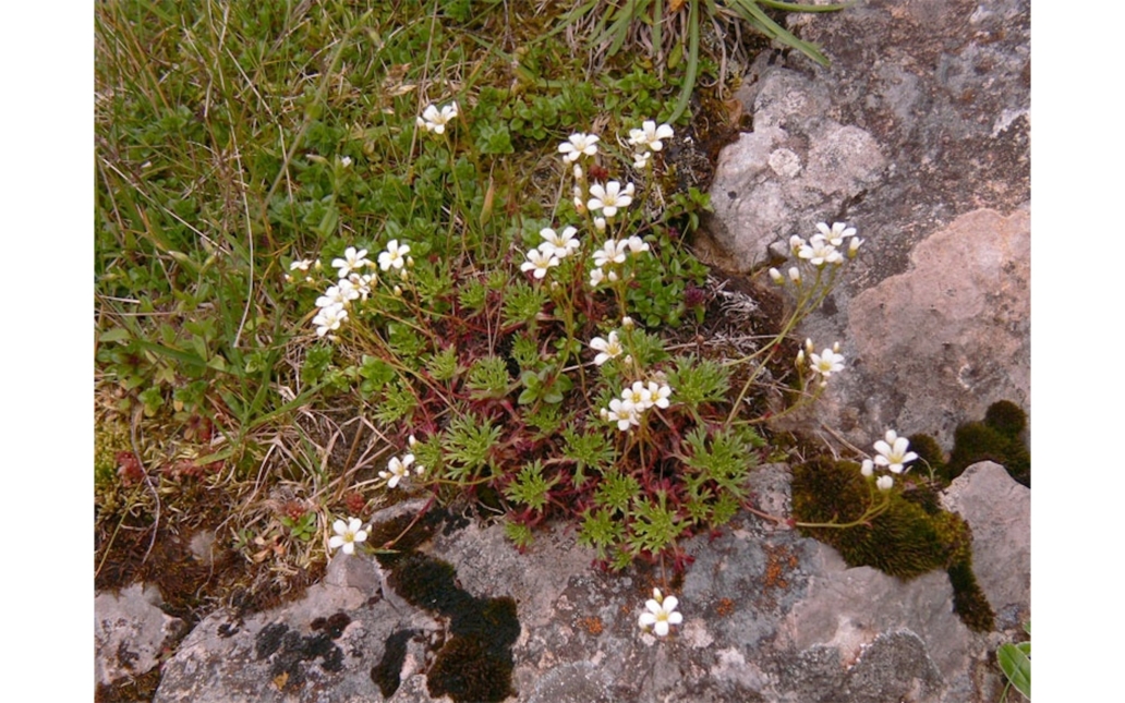 Fotografía de un ejemplar con flores en su hábitat natural (Juan Luis Menéndez - www.asturnatura.com)