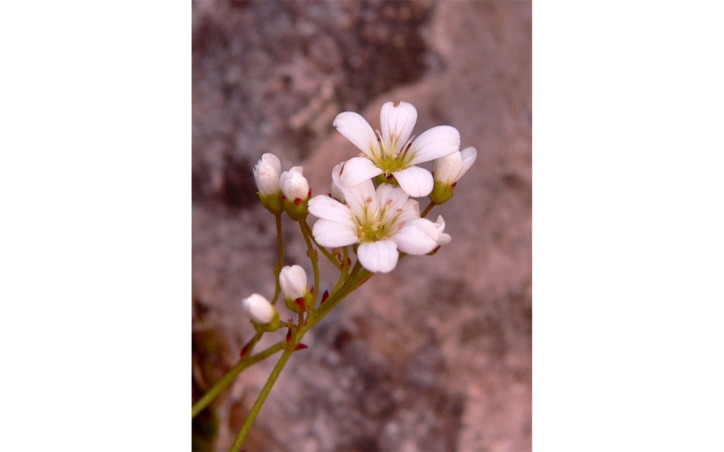 Detalle de flores de un ejemplar (Juan Luis Menéndez - www.asturnatura.com)