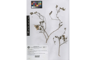 Polygala webbiana Coss.