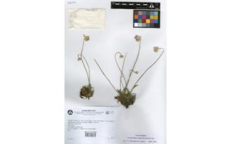 Armeria grajoana Casimiro-Soriguer Solanas & Cabezudo