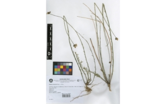 Linaria clementei Haens. ex Boiss.
