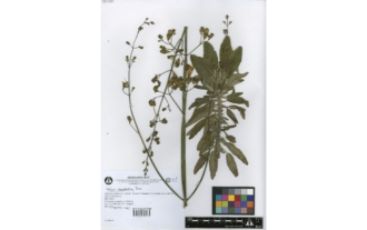Salvia candelabrum Boiss.