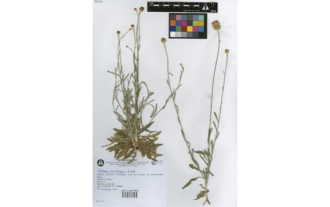 Centaurea carratracensis Lange