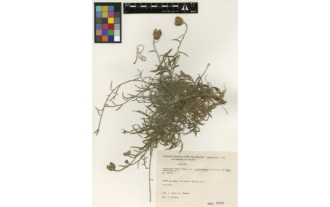 Centaurea rouyi var. macrocephala G. Blanca