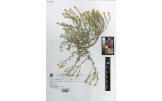 Alyssum serpyllifolium subsp. malacitanum Rivas Goday