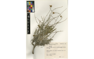 Centaurea rouyi var. suffrutescens G. Blanca