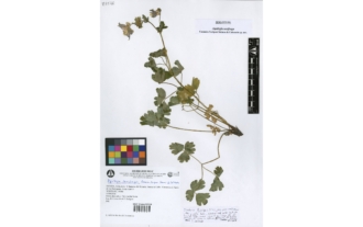 Aquilegia saxifraga Casimiro-Soriguer Solanas & Cabezudo