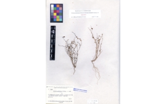 Linaria pseudamethystea Blanca, R. Carmona, Cueto & J. Fuentes