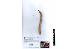 Acanthocereus haackeanus Backeb. ex J.Lodé
