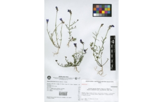 Linaria becerrae Blanca, Cueto & J. Fuentes