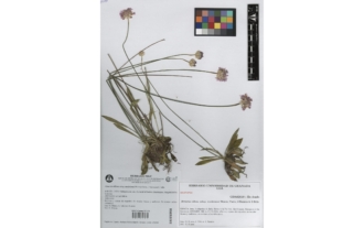 Armeria villosa subsp. enritrianoi Blanca, Cueto, J. Fuentes & S. Tello