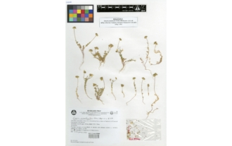 Linaria amethystea subsp. toloxense Casimiro-Soriguer Solanas & Cabezudo