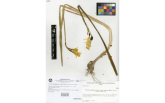 Narcissus nevadensis subsp. herrerae Algarra, Blanca, Cueto & J. Fuentes