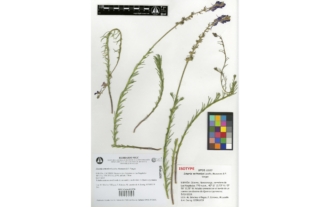 Linaria vettonica Luceño, Mazuecos & P. Vargas