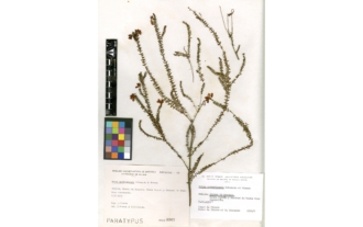 Erica andevalensis Cabezudo & J. Rivera
