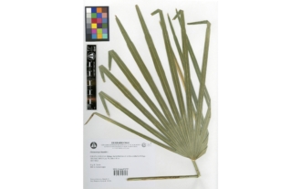 Chamaerops humilis L.