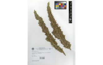 Salvia rosmarinus Schleid.