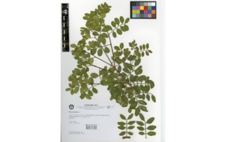 Pistacia lentiscus L.