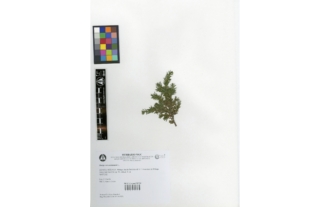 Juniperus communis L.