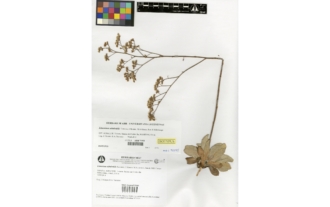 Limonium admirabile Terrones, J. Moreno, M.A. Alonso, Juan & M.B. Crespo