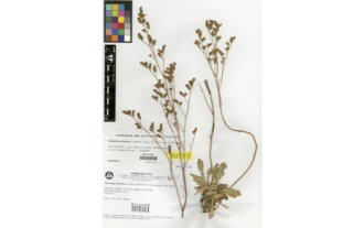Limonium tobarrense J. Moreno, Terrones, M.A. Alonso, Juan & M.B. Crespo
