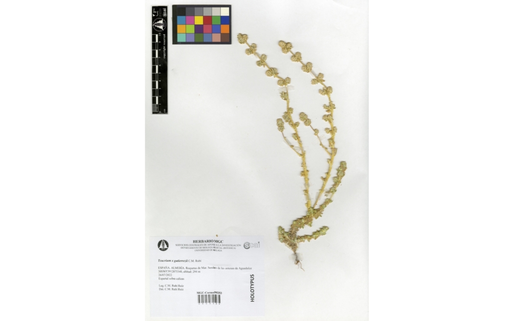 Pliego del Herbario MGC (Universidad de Málaga)