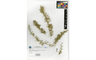 Asparagus albus L.