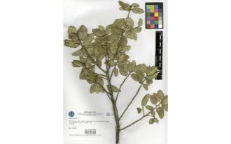Quercus suber L.