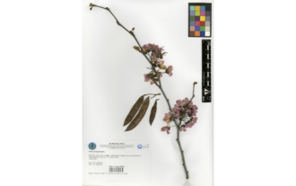 Cercis siliquastrum L.