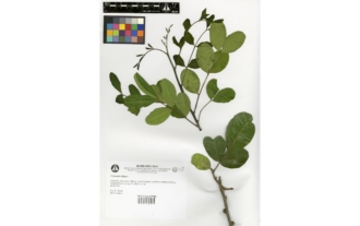 Ceratonia siliqua L.