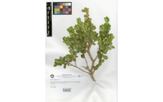 Buxus sempervirens L.