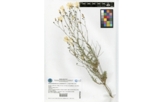 Linum marianorum subsp. arundanum Mart.Labarga & Muñoz Garm.