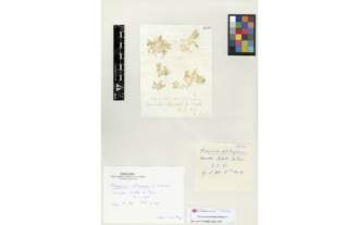 Plocamium raphelisianum P. J. L. Dangeard