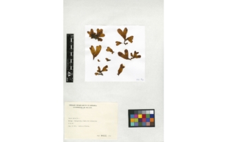 Fucus spiralis Linnaeus