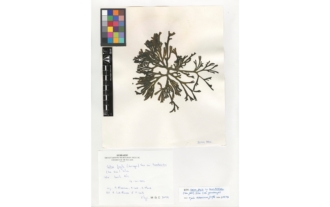 Codium fragile var. tomentosoides (van Goor) P.C. Silva