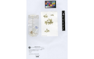 Plocamium cartilagineum (Linnaeus) P.S. Dixon