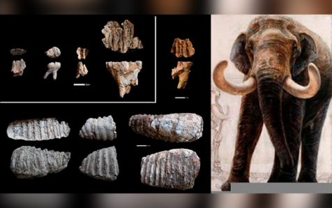Revelan abundantes restos de mamuts en el yacimiento de Dmanisi, el más antiguo de Eurasia con restos humanos