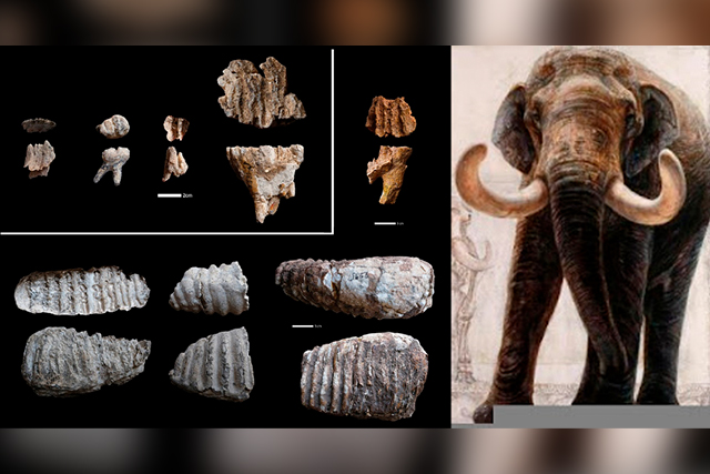 Revelan abundantes restos de mamuts en el yacimiento de Dmanisi, el más antiguo de Eurasia con restos humanos