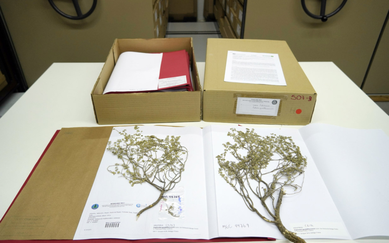 El Herbario MGC de la Universidad de Málaga suma más de 20.000 nuevos especímenes a su colección científica