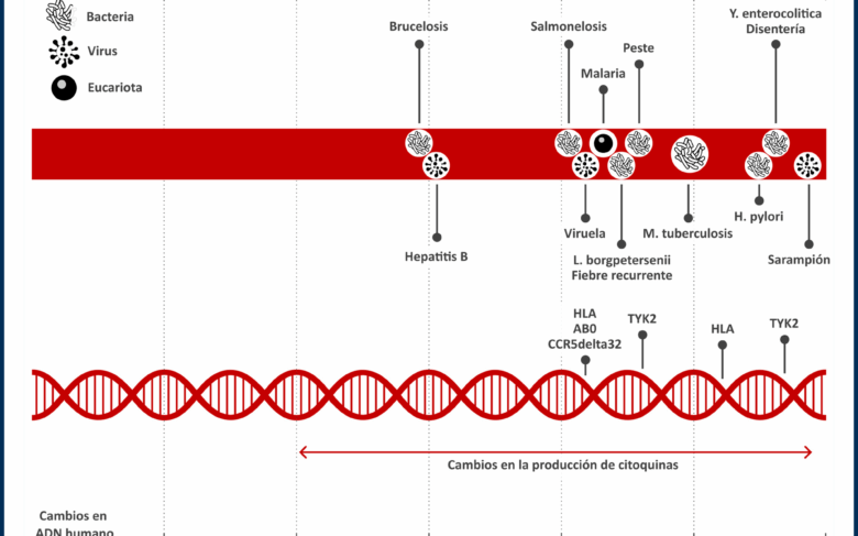 La llegada de la agricultura y la ganadería cambió los patrones de salud en poblaciones de Europa y Asia a partir del Neolítico