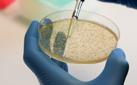 Descubren un mecanismo inédito para poder debilitar a una bacteria responsable de intoxicaciones alimentarias