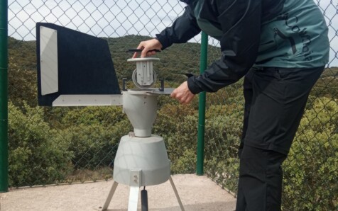 Monitorizan por primera vez la polinización del pinsapo para evaluar su respuesta al cambio climático
