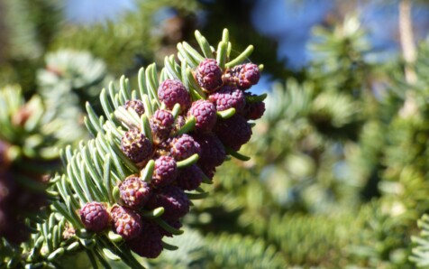 Monitorizan por primera vez la polinización del pinsapo para evaluar su respuesta al cambio climático